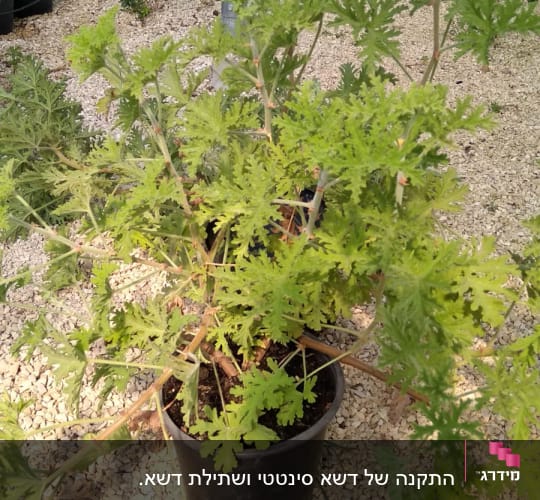 עציץ עם צמח ירוק על חצץ בגינה